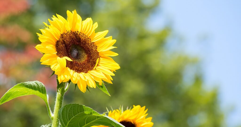 ひまわりの花